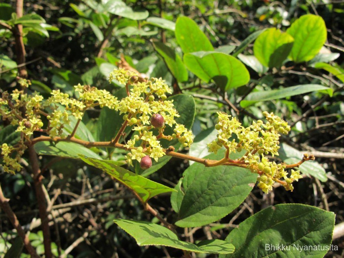 Ziziphus rugosa Lam.